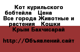 Кот курильского бобтейла › Цена ­ 5 000 - Все города Животные и растения » Кошки   . Крым,Бахчисарай